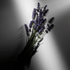image-ea5823caa9664db4ab37d503f190925c