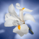 image-a1f1e60916184de988c4e502e61dcf4e