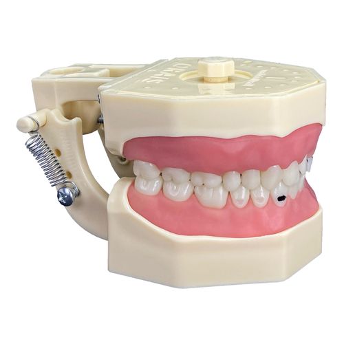 Manequim de Materiais Dentários Articulado 217N Orais Manequim de Materiais Dentários Articulado 217N Orais