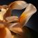image-a3777fbb435a474887dfd497e166e854
