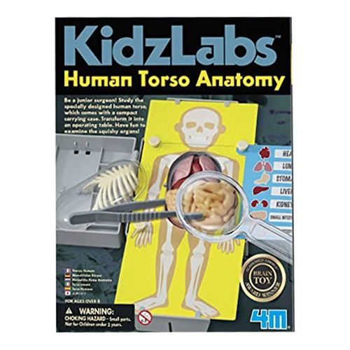 Anatomia do Torso Humano - 4M Anatomia do Torso Humano - 4M