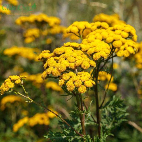 Chá de Catinga de Mulata - Tanacetum vulgare L. 100g - Drogarias Pacheco